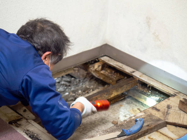 Best Basement Mold Remediation in Flagtown, NJ