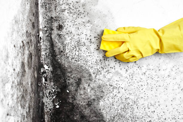 Flagtown, NJ Mold Remediation Company