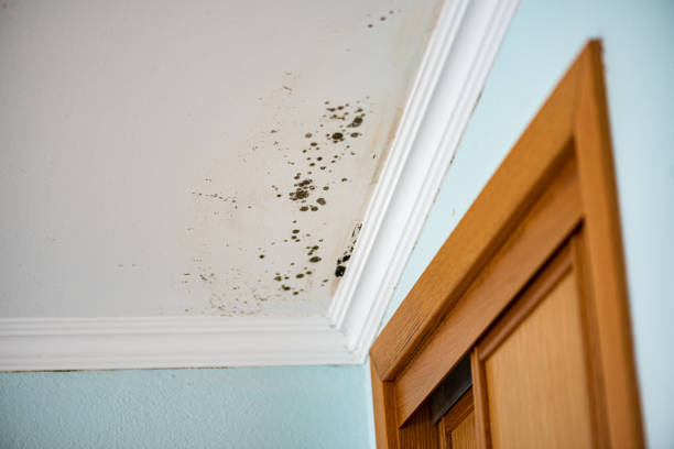Best Insurance-Related Mold Remediation in Flagtown, NJ
