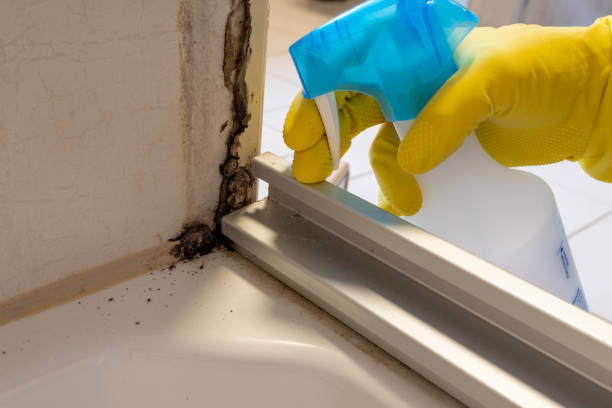 Best White Mold Remediation in Flagtown, NJ