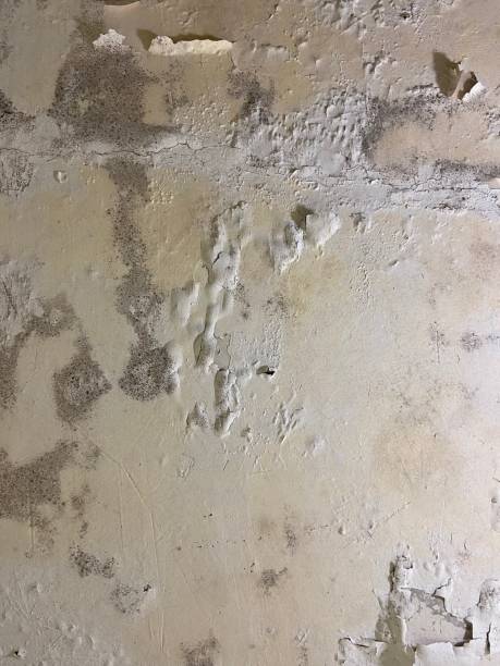 Best Crawl Space Mold Remediation in Flagtown, NJ
