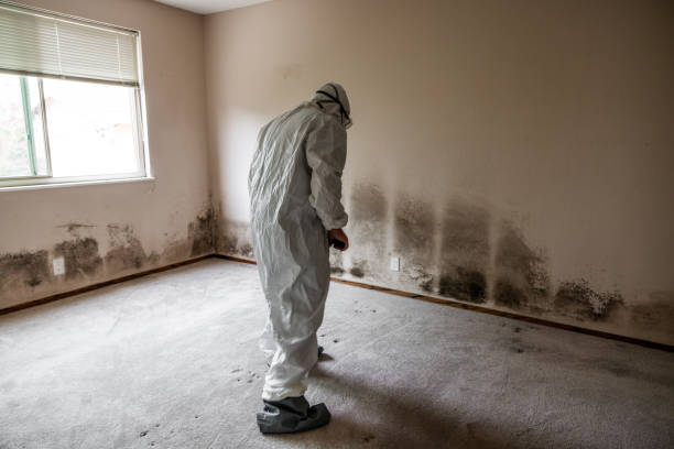 Best HVAC Mold Remediation in Flagtown, NJ