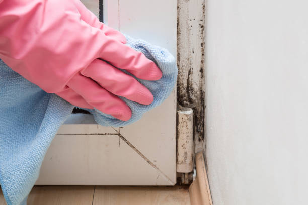 Best Mold Remediation for Schools in Flagtown, NJ